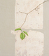 あずきなし  | Sorbus alnifolia
