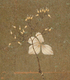 山紫陽花  | Hydrangea serrata 