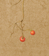 鵯上戸  | Solanum lyratum