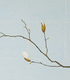 Kobushi magnolia