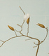 こぶし | Kobushi magnolia