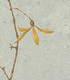 『突羽根』（No.388） | 『chinese soapberry』（No.388）