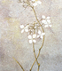 『山紫陽花』（No.___） | 『Hydrangea serrata』（No.＿＿）