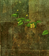 『山吹』（No.921） | 『Kerria japonica』（No.921）