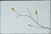 Kobushi magnolia
