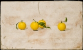 Citron 
