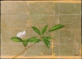 Camellia Japonica
