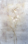 『Hydrangea serrata』（No.＿＿）
